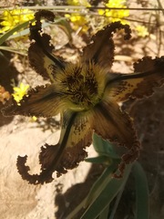 Ferraria variabilis