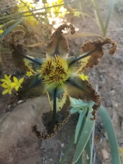 Ferraria variabilis