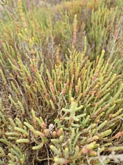 Arthrocaulon macrostachyum