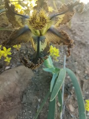 Ferraria variabilis