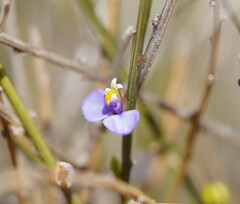 Comesperma scoparium