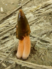 Phallus rugulosus