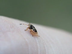 Anischys luteovarius