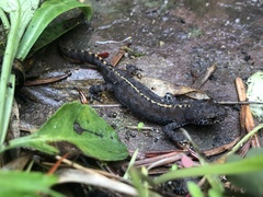 Ichthyosaura alpestris