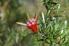 Lambertia formosa