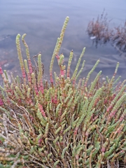 Arthrocaulon macrostachyum