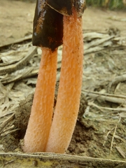 Phallus rugulosus