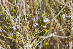 Comesperma scoparium