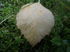 Melampsoridium betulinum