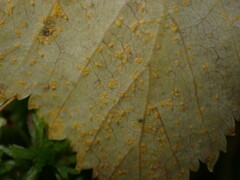 Melampsoridium betulinum
