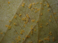 Melampsoridium betulinum