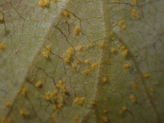 Melampsoridium betulinum