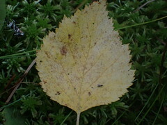 Melampsoridium betulinum