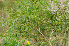 Bauhinia galpinii image