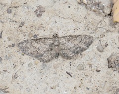 Eupithecia inturbata