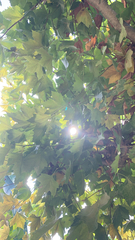 Platanus × hispanica