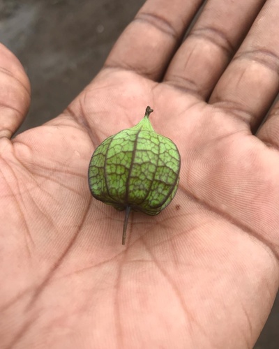 Physalis angulata image