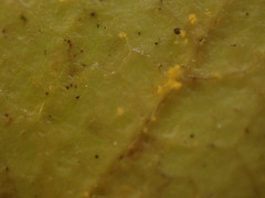 Melampsoridium betulinum