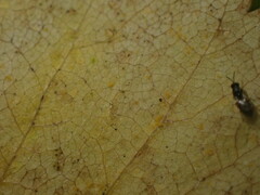 Melampsoridium betulinum
