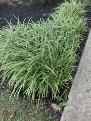 Liriope