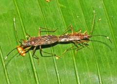 Neopamera