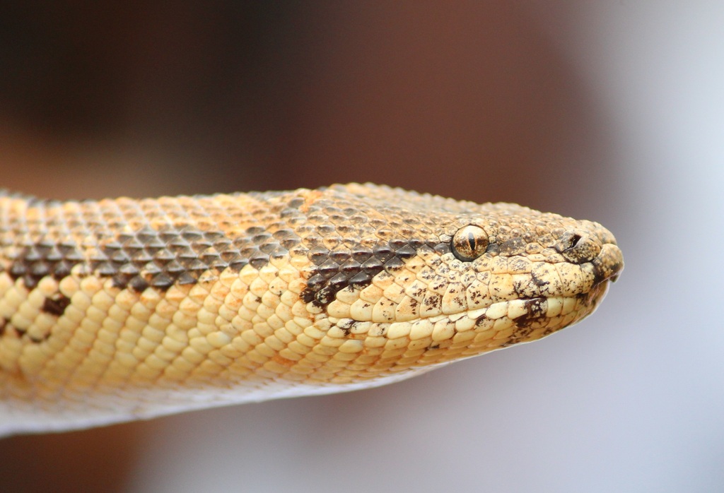 Boa des sables de l'Inde (boa des sables à écailles rugueuses) (Gongylophis conicus)