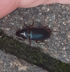 Harpalus rufipes
