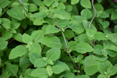 Impatiens walleriana