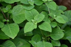 Impatiens walleriana