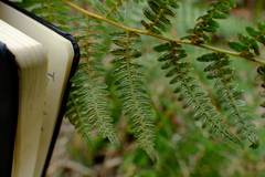 Pteridium aquilinum image