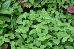 Impatiens walleriana