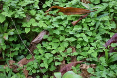 Impatiens walleriana