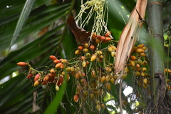 Arecoideae