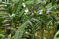 Arecoideae