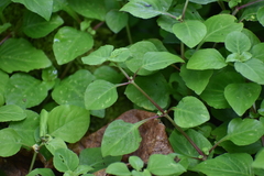 Impatiens walleriana