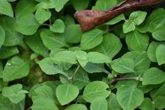 Impatiens walleriana