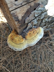Fomitopsis pinicola