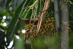 Arecoideae