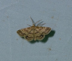 Emmiltis pygmaearia
