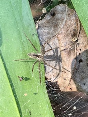 Dendrolycosa