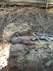 Fomitopsis pinicola