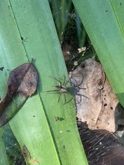Dendrolycosa
