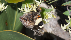 Vanessa itea