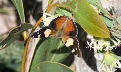 Vanessa itea