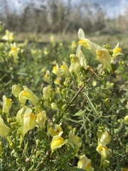 Linaria vulgaris