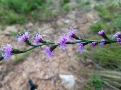 Liatris pilosa