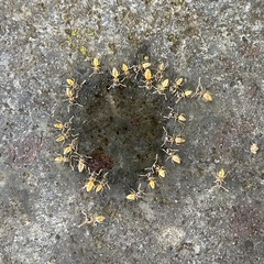 Tapinoma melanocephalum