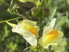 Linaria vulgaris