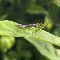 Odontomantis planiceps