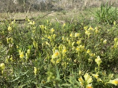 Linaria vulgaris